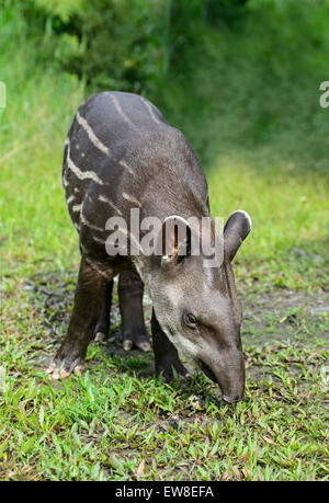 I capretti amazzonico il tapiro (Tapirus terrestris), il tapiro (Famiglia Tapiridae), la foresta pluviale amazzonica Yasuni National Park, Ecuador Foto Stock