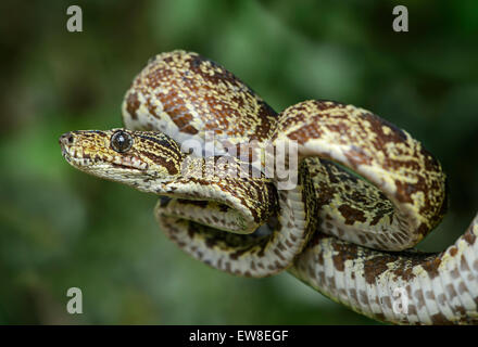 Amazon Tree Boa (Corallus hortulanus), Boa (famiglia Boidae), la foresta pluviale amazzonica Yasuni National Park, Ecuador Foto Stock