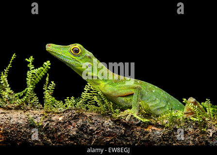 Boulenger Anole verde lizard (Anolis chloris), iguana (Famiglia Iguanidae), la foresta pluviale amazzonica Yasuni National Park, Ecuador Foto Stock