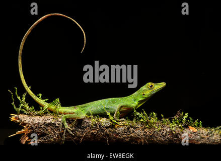 Boulenger Anole verde lizard (Anolis chloris), iguana (Famiglia Iguanidae), la foresta pluviale amazzonica Yasuni National Park, Ecuador Foto Stock