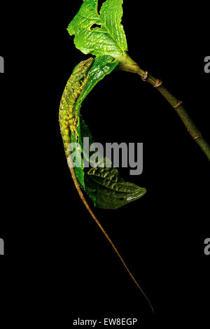 Gemma maschio Anole lizard (Anolis gemmosus), iguana (Famiglia Iguanidae), Pacific pendici dei Paesi Andini cloud forest, Mindo, Ecuador Foto Stock