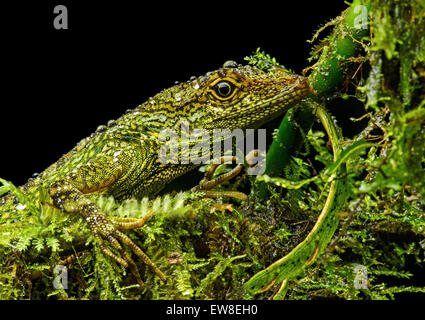 Gemma maschio Anole lizard (Anolis gemmosus), iguana (Famiglia Iguanidae), Pacific pendici dei Paesi Andini cloud forest, Mindo, Ecuador Foto Stock