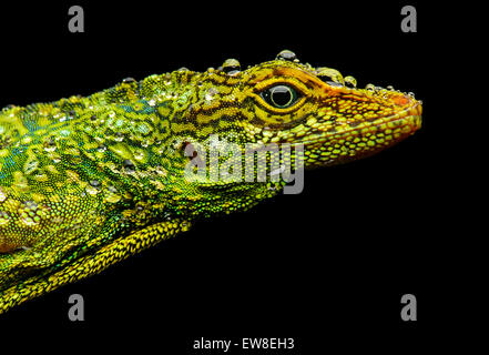 Gemma maschio Anole lizard (Anolis gemmosus), iguana (Famiglia Iguanidae), Pacific pendici dei Paesi Andini cloud forest, Mindo, Ecuador Foto Stock