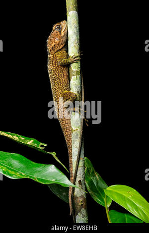 Nana Bocourt Iguana (Enyalioides heterolepis) in habitat, iguana (Famiglia Iguanidae), Choco foresta pluviale, Ecuador Foto Stock