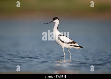 Avocet, Recurvirostra avosetta, singolo uccello in acqua, Romania, Maggio 2015 Foto Stock