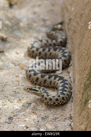 Vipera berus sommatore maschio serpente vicino sul calcestruzzo brownfield Foto Stock