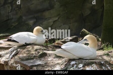 Northern sule (Morus bassanus) nidificazione sugli scogli Foto Stock