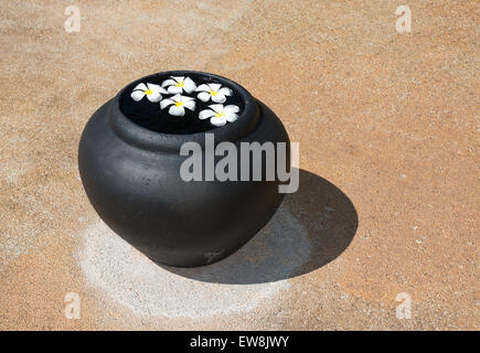 Bianco di frangipani bellissimi fiori galleggianti in acqua urna sul marrone scuro testurizzato astratta backgrund in Sri Lanka, in Asia. Foto Stock