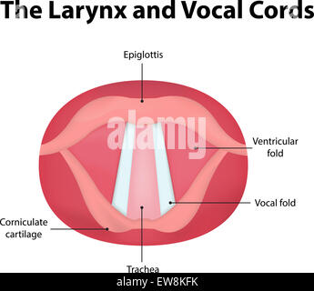 La laringe e corde vocali Foto Stock