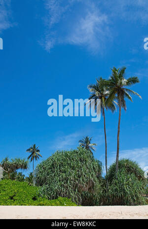 Palme di cocco e il cielo sulla spiaggia sabbiosa vista frontale in posizione remota, sud della provincia, Sri Lanka, in Asia. Foto Stock