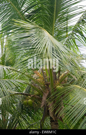 Coconut Palm tree, lussureggiante fogliame verde closeup, sud della provincia, Sri Lanka, in Asia. Foto Stock