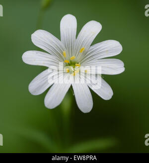 Stellaria holostea stitchwort fiore bianco superiore Foto Stock