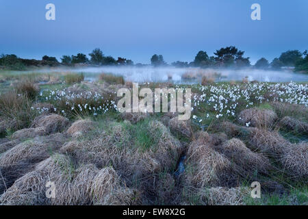 Tramonto su misty swamp, Brabante Settentrionale, Olanda Foto Stock