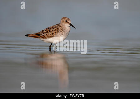 Little stint, Calidris minuta, singolo uccello in acqua, Romania, Maggio 2015 Foto Stock