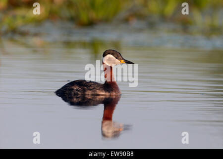 Rosso Colli di svasso, Podiceps grisegena, singolo uccello sull'acqua, Romania, Maggio 2015 Foto Stock