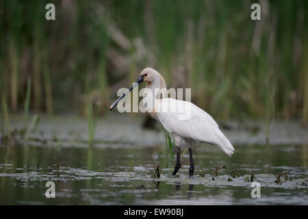 Spatola Platalea leucorodia, singolo uccello in acqua, Romania, Maggio 2015 Foto Stock