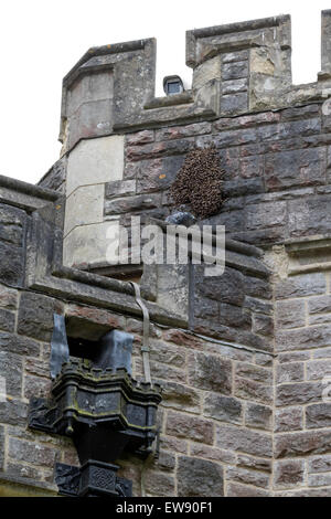 Uno sciame di api attaccato al parapetto in mattoni di Rhinefield House Hotel in New Forest Foto Stock