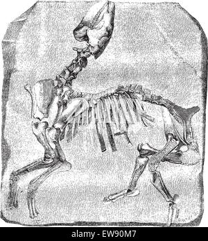 Lo scheletro del grande Paleotherium de Vitry, esposti in gallerie di Anatomia Comparata presso il Museo di Storia Naturale. Drawin Illustrazione Vettoriale