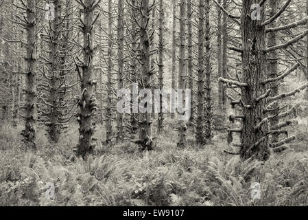 Moss ricoperta di abeti e felci. Silver Falls State Park, Oregon Foto Stock