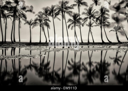 Stagno riflettente di alberi di palma. Spiaggia di sabbia nera. Hawaii, la Big Island Foto Stock