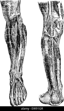 Gamba umana, mostrando profonda zona anteriore (sinistra) e profonda regione posteriore (destra), vintage illustrazioni incise. Medicina usuale Illustrazione Vettoriale