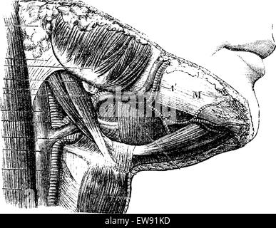 Regione Suprahyoid, vintage illustrazioni incise. Al solito Dizionario medicina - Paolo Labarthe - 1885. Illustrazione Vettoriale