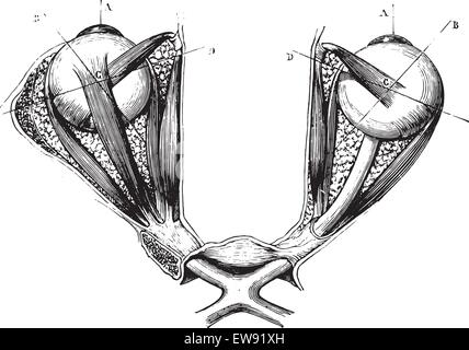 Chiasm ottica e i muscoli degli occhi, vintage illustrazioni incise. Al solito Dizionario medicina - Paolo Labarthe - 1885. Illustrazione Vettoriale