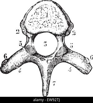 Vertebra toracica o vertebre dorsali, superiore vista laterale, vintage illustrazioni incise. Al solito Dizionario medicina dal dr. Labarthe Illustrazione Vettoriale