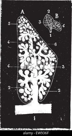 Lobulo polmonare, vintage illustrazioni incise. Al solito Dizionario medicina dal dr. Labarthe - 1885. Illustrazione Vettoriale