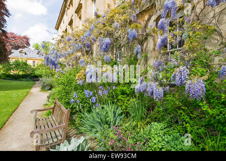 La città di Oxford glicine parete coperta in primavera presso il Corpus Christi College Foto Stock