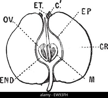 Apple sezione verticale, vintage illustrazioni incise. Dizionario di parole e le cose - Larive e Fleury - 1895. Illustrazione Vettoriale