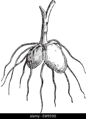 Salep, mostrando il tubero, vintage illustrazioni incise. Dizionario di parole e le cose - Larive e Fleury - 1895 Illustrazione Vettoriale