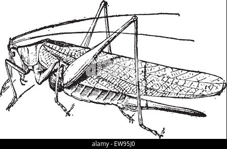 Vecchie illustrazioni incise di Grasshopper isolato su uno sfondo bianco. Dizionario di parole e le cose - Larive e Fleury ? 18 Illustrazione Vettoriale