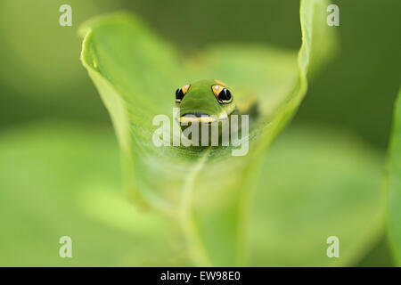 Spicebush caterpillar a coda di rondine Foto Stock