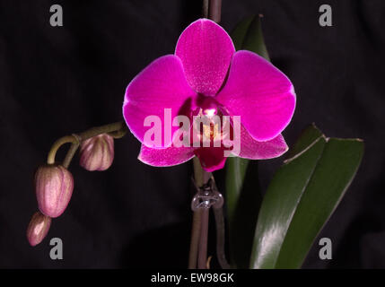 Fioritura di orchidee con altre gemme su sfondo nero Foto Stock