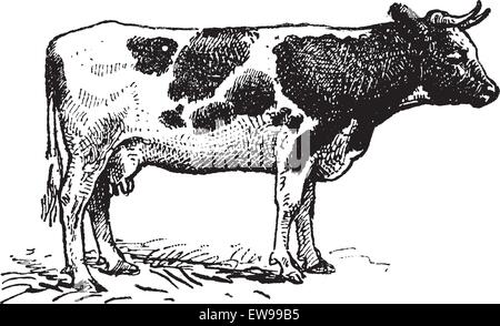 Dutch razza bovina, vintage illustrazioni incise. Dizionario di parole e le cose - Larive e Fleury - 1895. Illustrazione Vettoriale