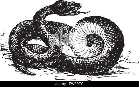 Vipera aspis, vintage illustrazioni incise. Dizionario di parole e le cose - Larive e Fleury - 1895. Illustrazione Vettoriale