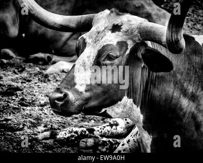 Mucca Long Horn a Fort Worth Stockyard, Texas. Versione in bianco e nero. Foto Stock