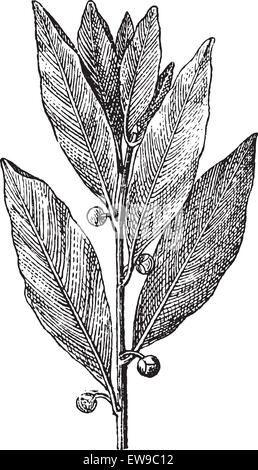 Bacche di alloro o Laurus nobilis, vintage illustrazioni incise. Dizionario di parole e le cose - Larive e Fleury - 1895 Illustrazione Vettoriale