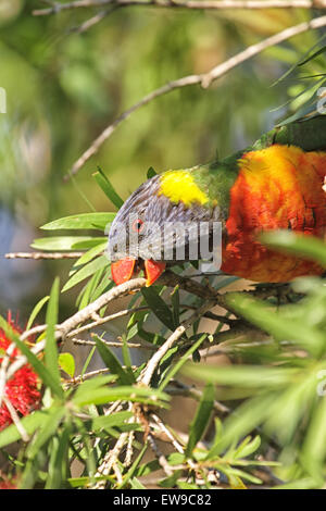 Rainbow Lorikeet (Trichoglossus haematodus) seduto in un albero in Batemans Bay, Australia. Foto Stock