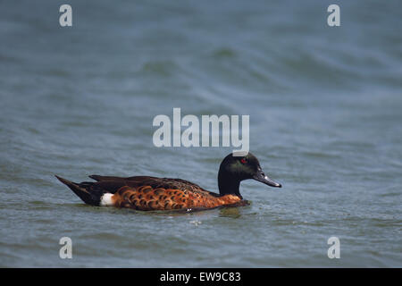 Chestnut Teal (Anas castanea) nuotare nelle acque del lago Durras nel Murramarang National Park, Australia. Foto Stock