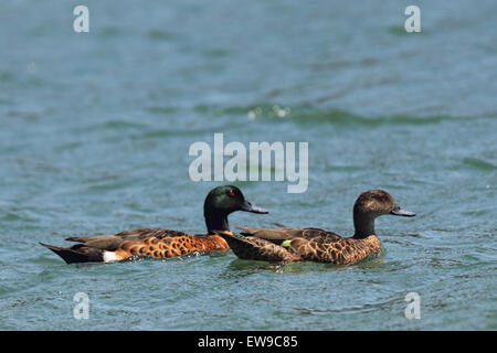 Una coppia di castagno alzavole (Anas castanea) nuotare nelle acque del lago Durras nel Murramarang National Park, Australia. Foto Stock