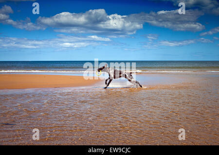 Il tedesco Shorthaired puntatore cane sulla spiaggia di Embleton Northumberland Foto Stock