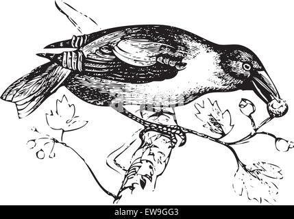 Una vecchia incisione o illustrazione di un hawfinch o grosbeak mangiare bacche selvatiche, convertito al vettore. Da Trousset enciclopedia, Illustrazione Vettoriale