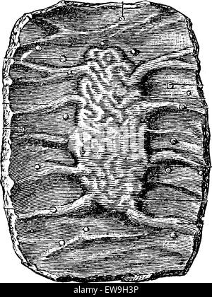 La sezione di una porzione del piccolo intestino che mostra una placca del Peyer, vintage illustrazioni incise. Al solito Dizionario medicina da Illustrazione Vettoriale