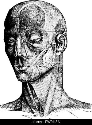 I muscoli del viso umano e guancia, vintage illustrazioni incise. Al solito Dizionario medicina dal dr. Labarthe - 1885 Illustrazione Vettoriale
