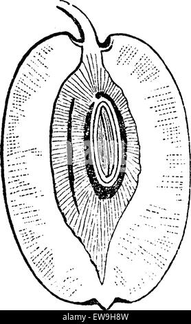 Jujube o Ziziphus zizyphus, mostrando la frutta sezione, vintage illustrazioni incise. Al solito Dizionario medicina dal dr. Labarth Illustrazione Vettoriale