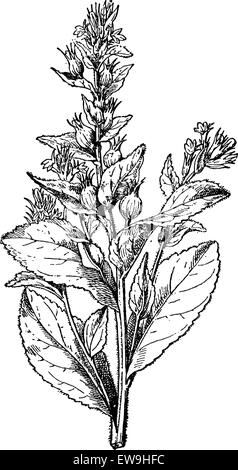 Lobelia rigonfiati o asma infestante o Barfweed o tabacco indiano o Heaveleaf o Pukeweed o retchwort o Fool's bane o Vomitwort, Illustrazione Vettoriale