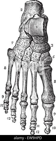 Lo scheletro del piede, vintage illustrazioni incise. Al solito Dizionario medicina - Paolo Labarthe - 1885. Illustrazione Vettoriale