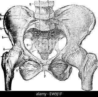 Che rappresentano le articolazioni delle ossa pelviche, vintage illustrazioni incise. Magasin pittoresco 1875. Illustrazione Vettoriale